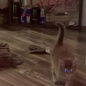 Meet your Posher, Iri